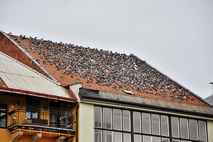 A2B Pest Control are able to install spikes to deter birds from roofs in Oval. 