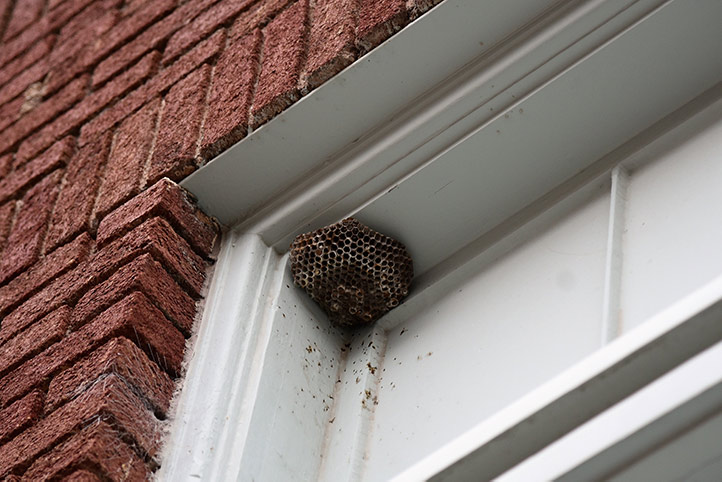 We provide a wasp nest removal service for domestic and commercial properties in Oval.